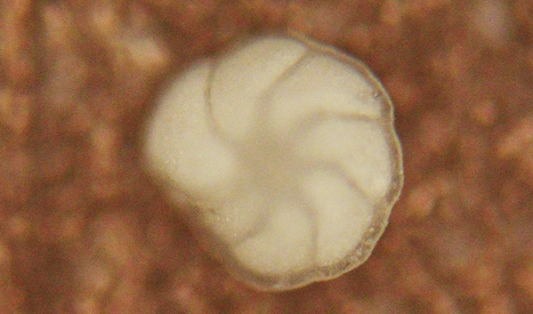 foraminifera closeup