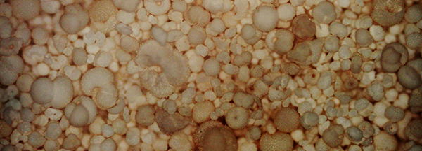 foraminifera